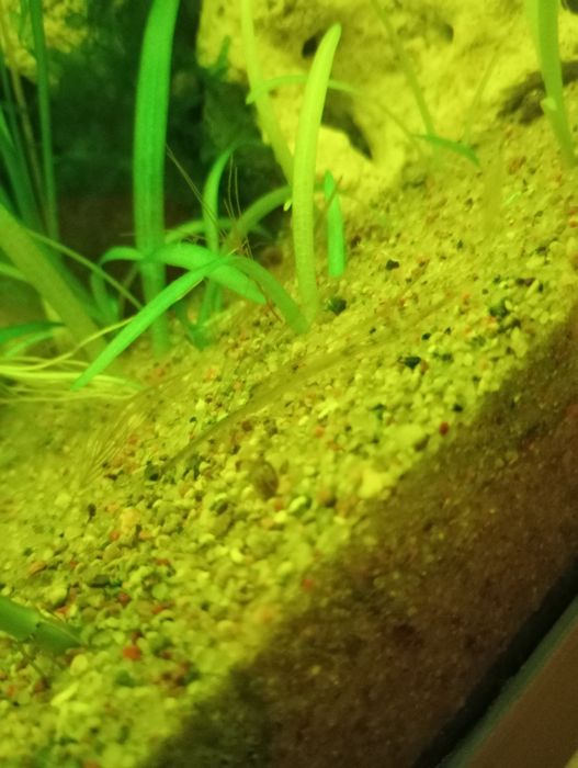 Ślimaki akwariowe  miniaturki 5mm