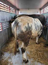 Skup bydło cielaki cielęta jałówki krowy odsadki byczki