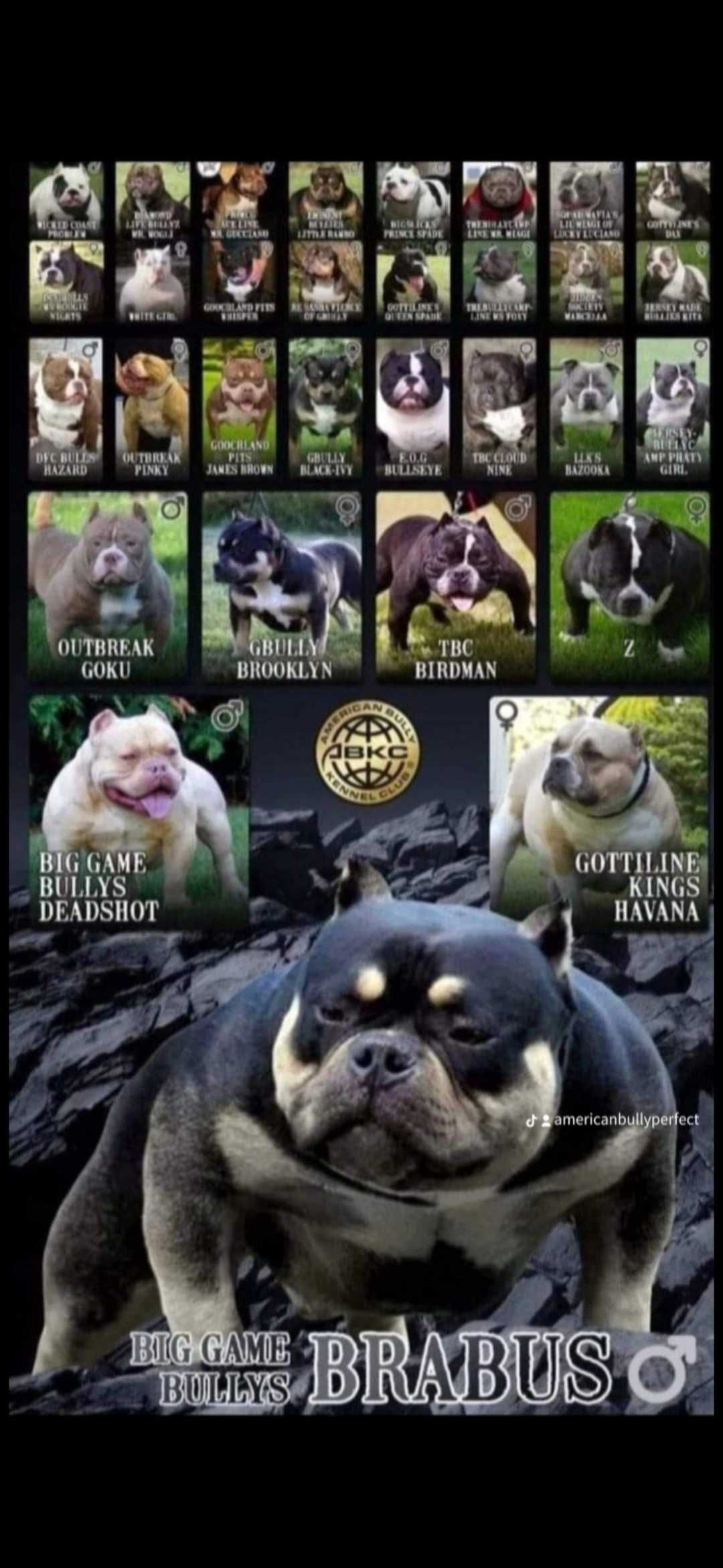 American Bully abkc