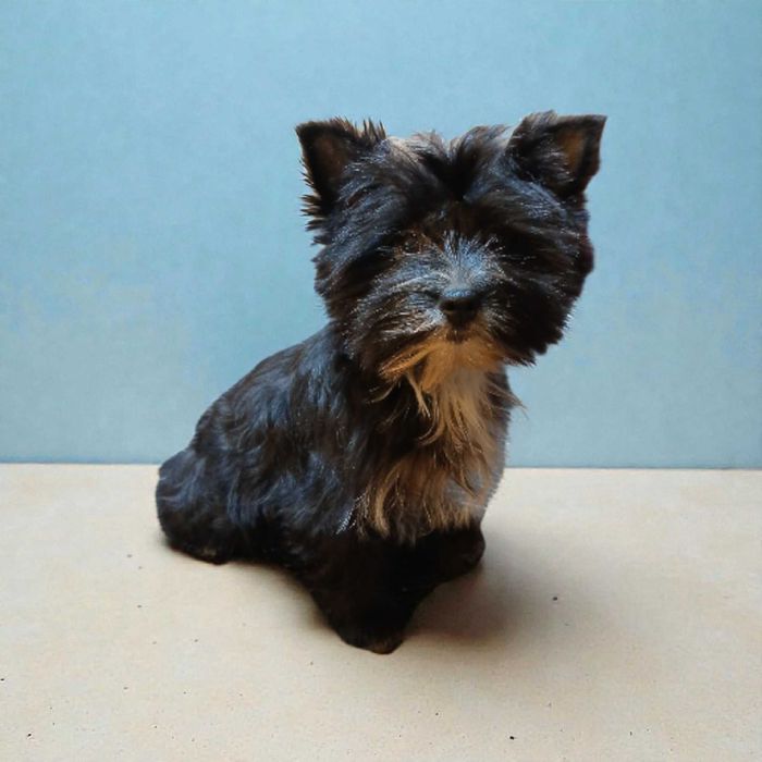 Yorkshire terrier chłopczyk Hugo