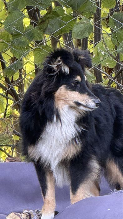 Szczeniak malutki Owczarek Szetlandzki Sheltie