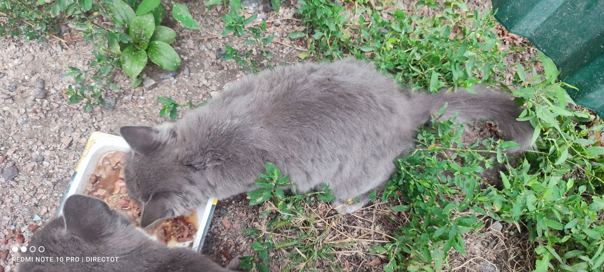 Котик безкоштовно