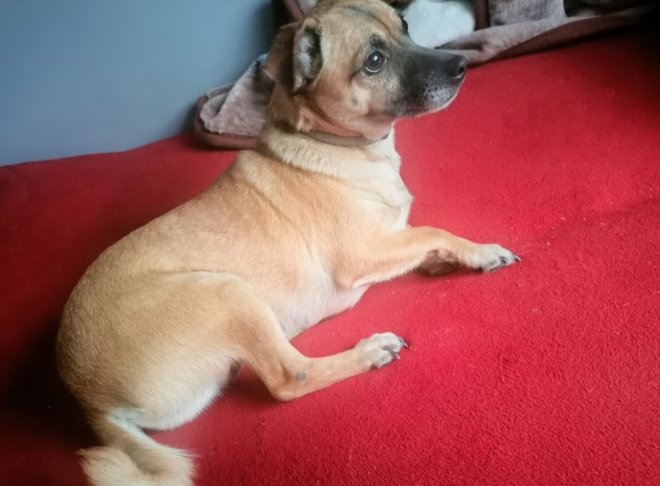 Oddam suczki w dobre ręce