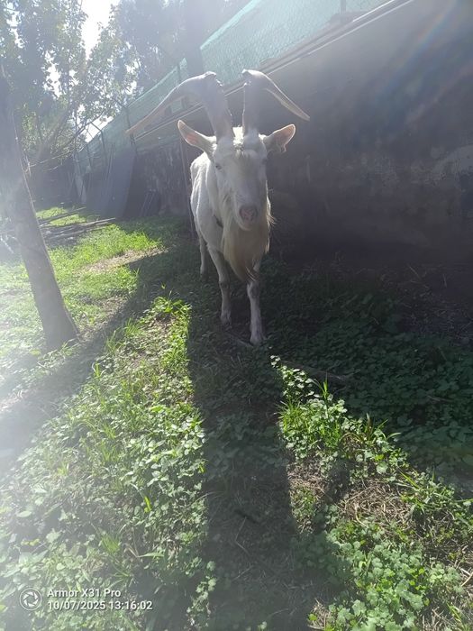 Chibo saanen puro