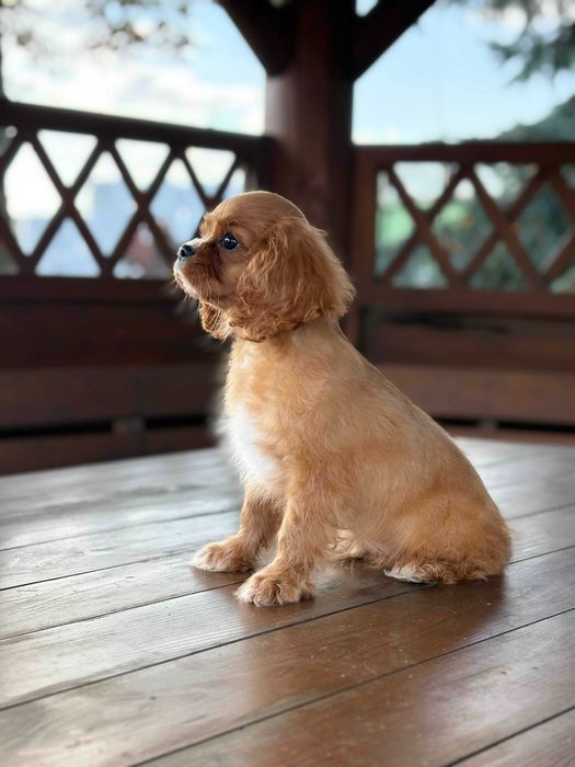 Cavalier king charles spaniel chłopiec
