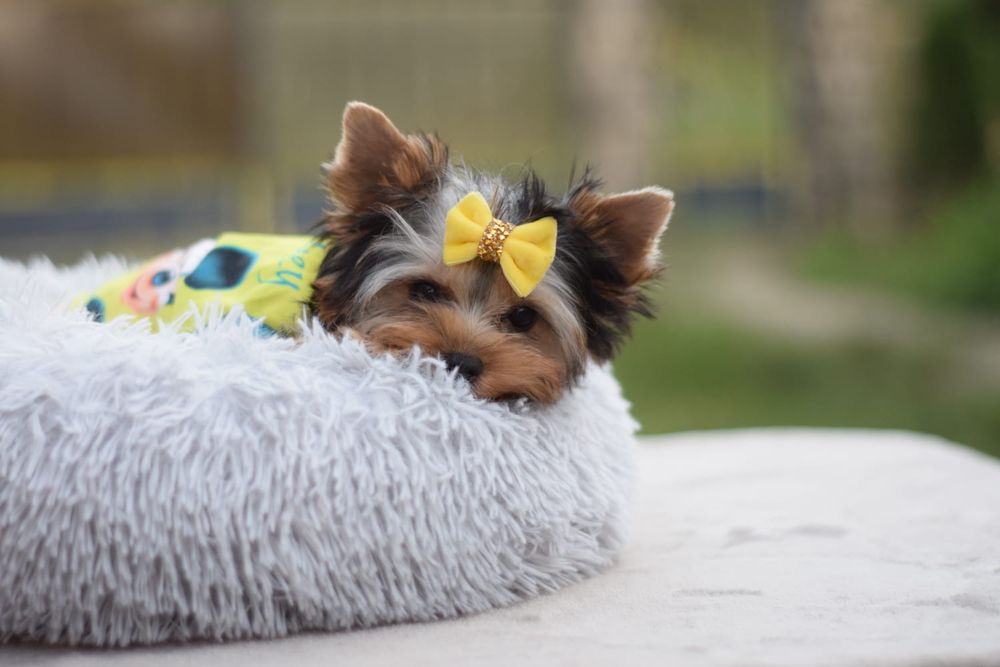 Міні-йорк — Щастя в кишеньковому форматі!