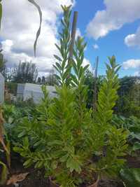 Leucadendron Burgundy SUNSET ®
Verde