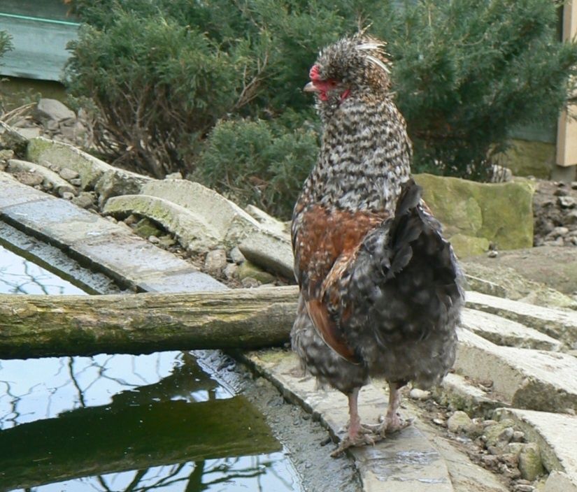 Kogut marans ,czubatka staropolska green shell