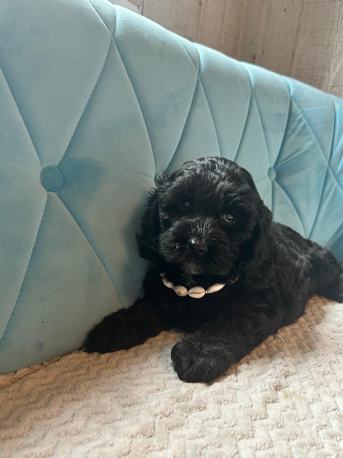 Shihpoo.  Cavapoo.piesek