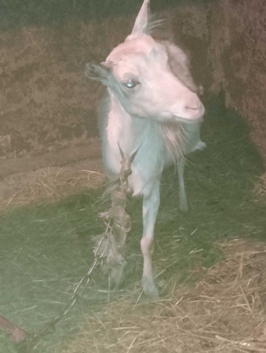 Коза кітна 3000грн