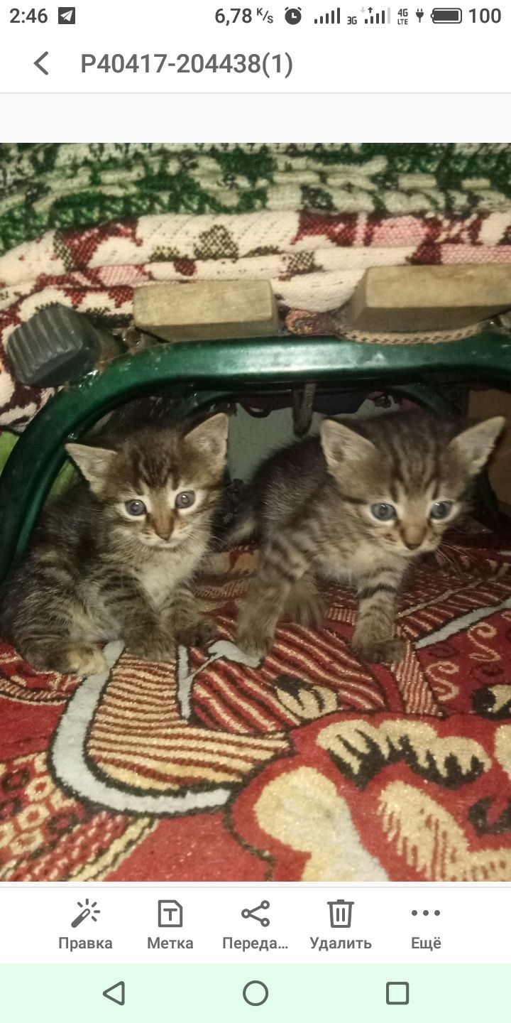 Милые игривые котята ищут семью.