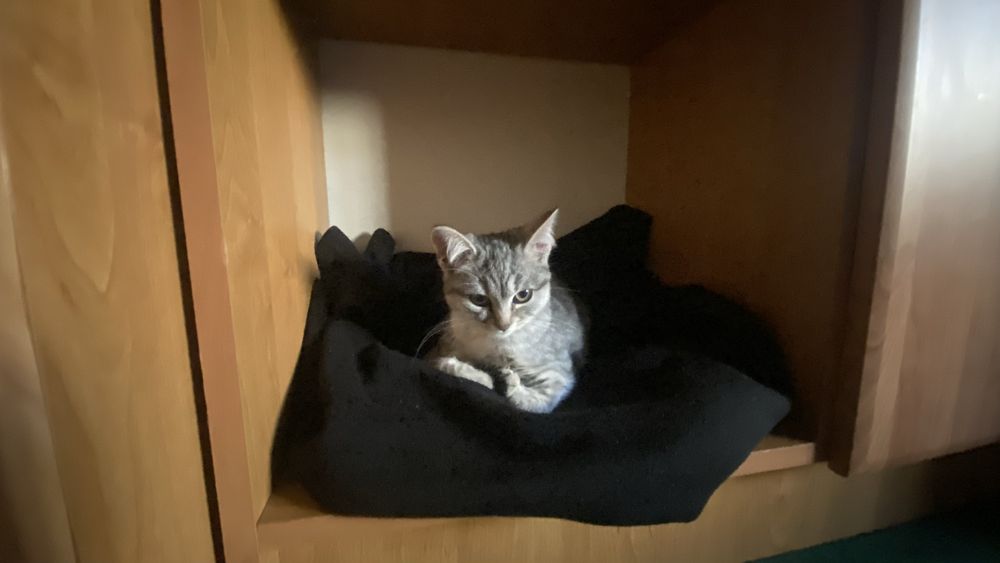 Отдам в добрые руки Девочка