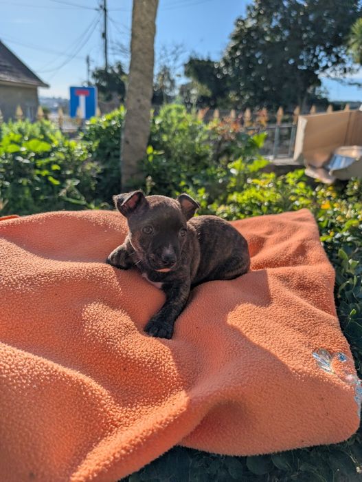 Dou cachorros porte pequeno