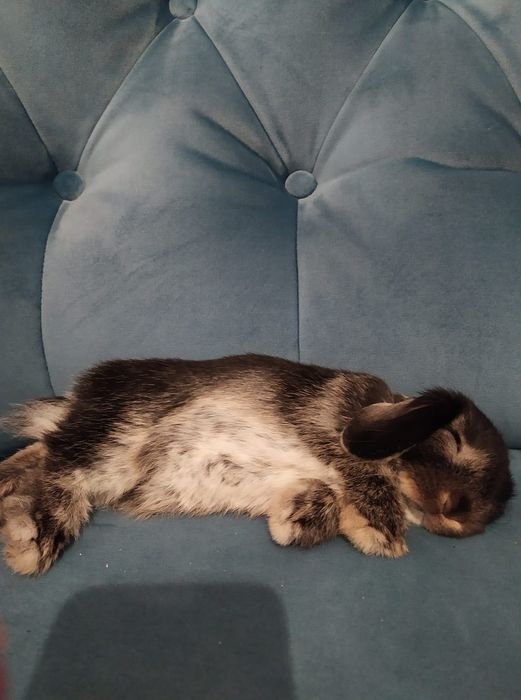 Angorka z Indonezji tzw królik yorczek mini lop