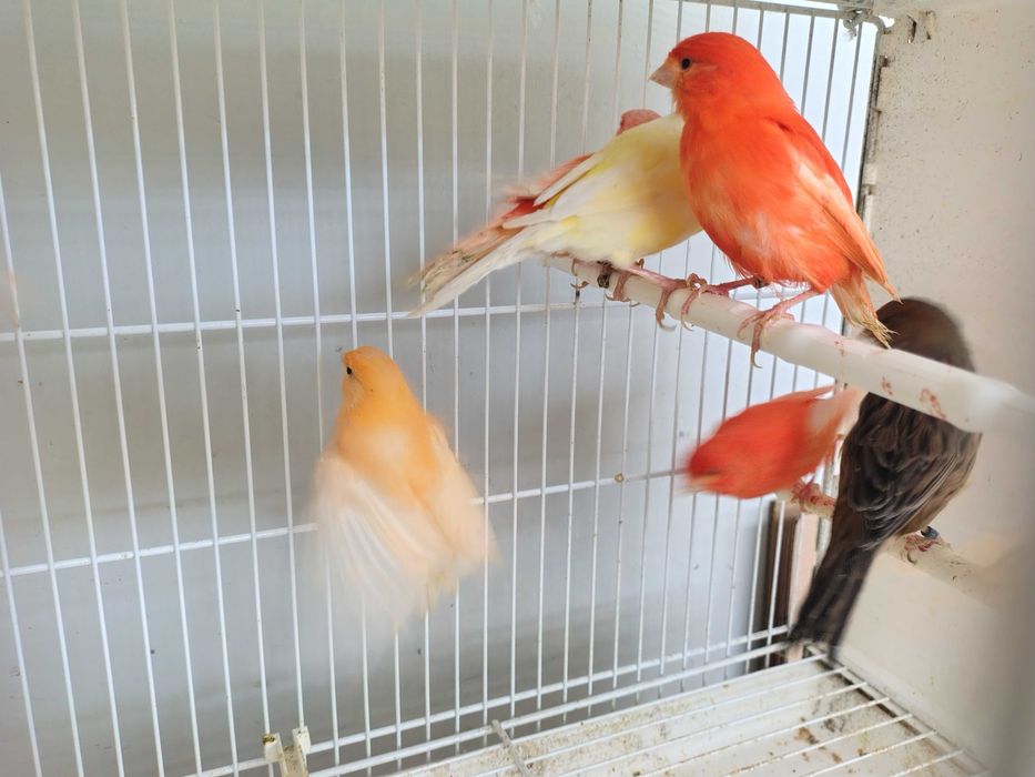 Kanarki samce samice sprzedaż