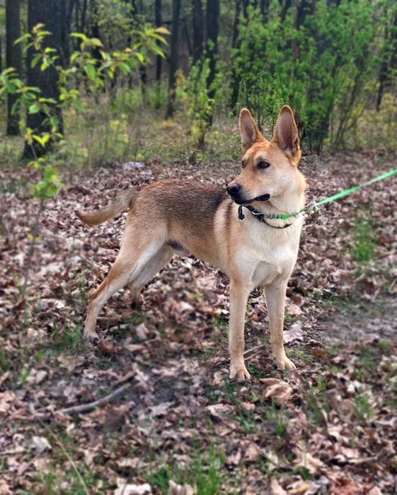 Песик-енерджайзер шукає дім!