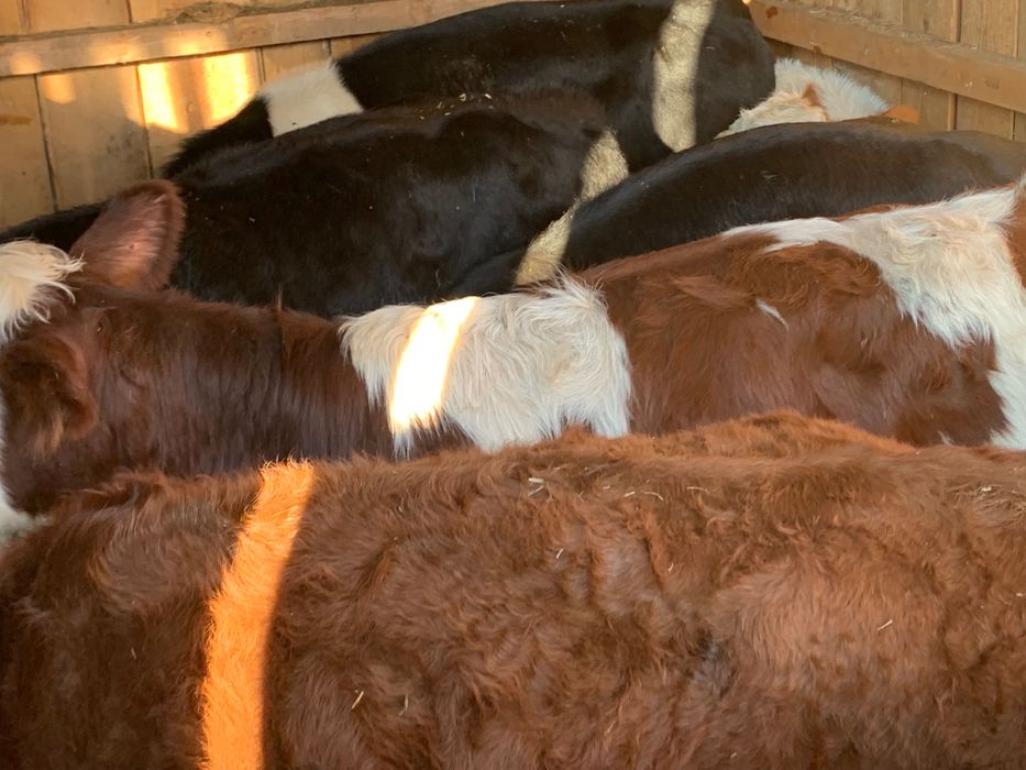 Sprzedam odsadki zegnane z pola