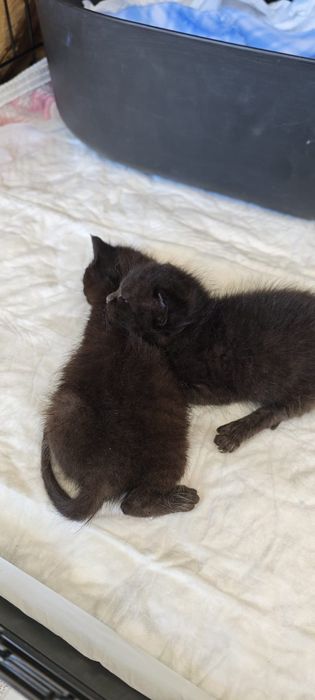 Gatinhos para adoção responsável