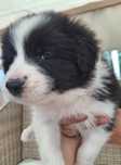 Border collie suczka czarno-biała ZKwP