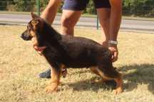 Cachorro Pastor Alemão De elevada qualidade