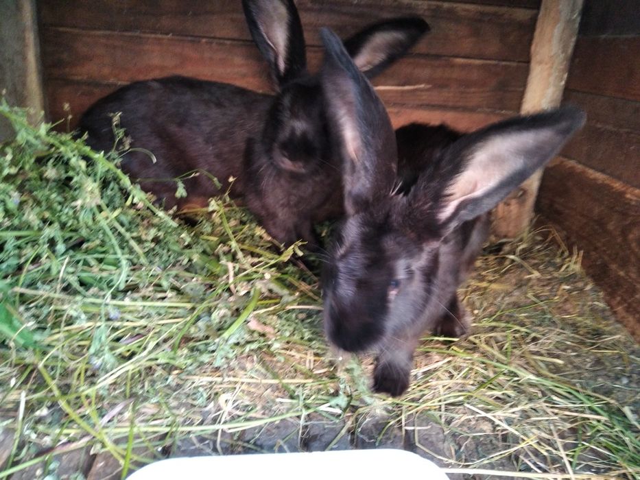 Продам кроликов немецкий пёстрый великан