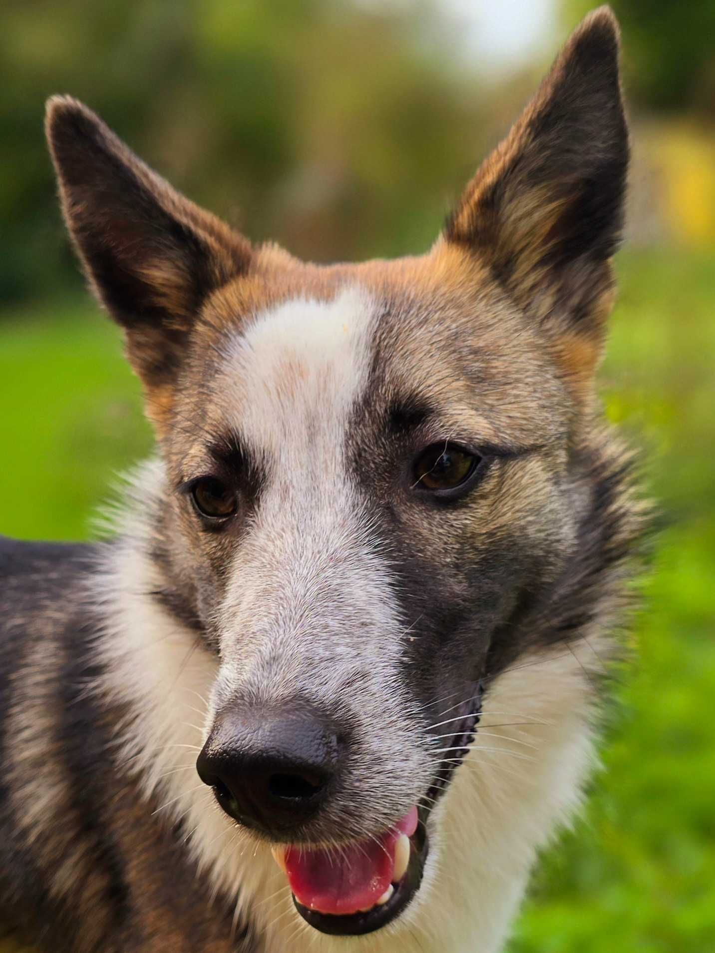 Przepiękna suczka w typie wilka , 11 m-cy do adopcji
