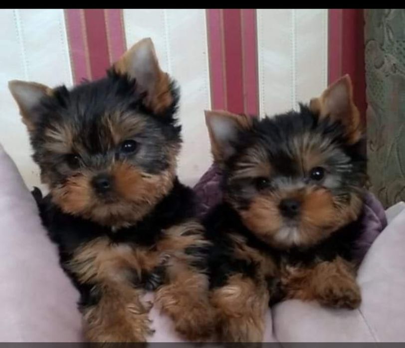 Справжня розкішь