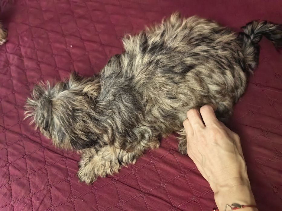 Śliczna sunia Ocean Pearl odchowana