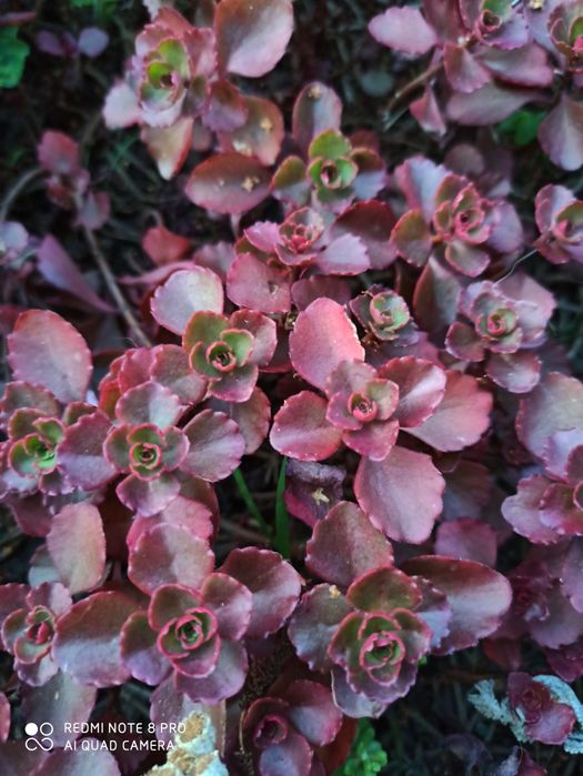 Очиток ( седум) ложный триколор и Ред дракон.