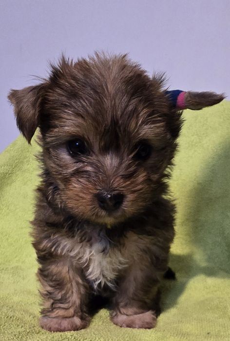 Yorkshire Terrier Ocean Pearl