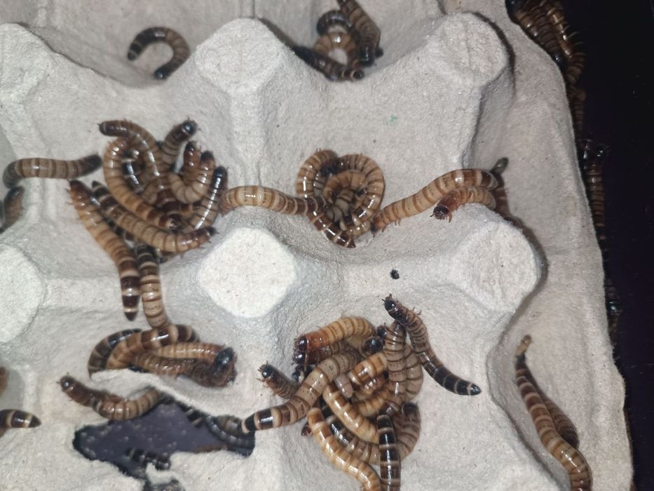 Личинки зофобаса, зоофобас