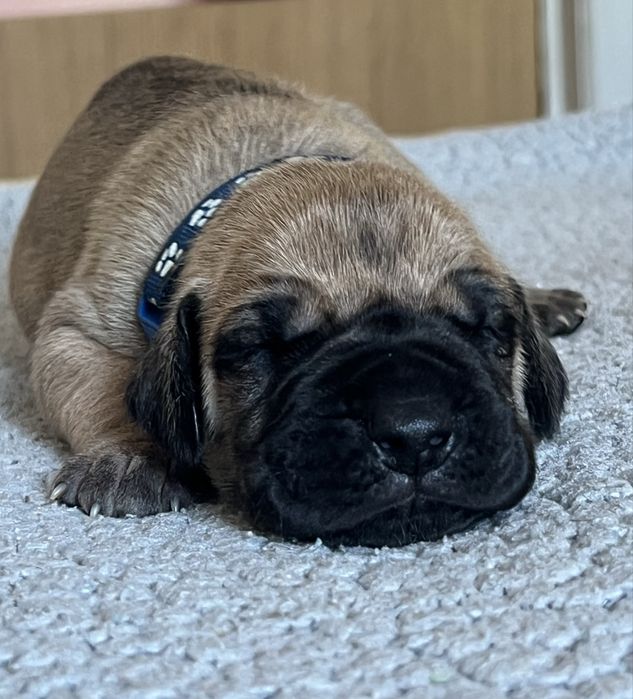 Dogue alemao dourado