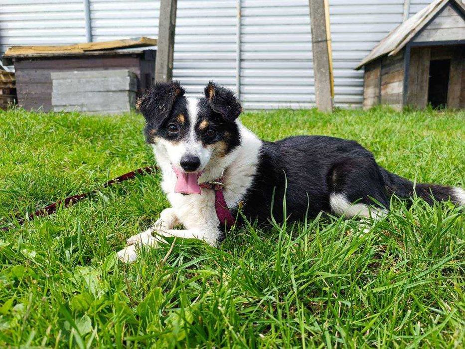 Mały Piksel, wielkie serce – szuka cichej przystani