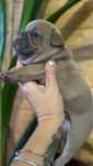 Menino BulldogFrances