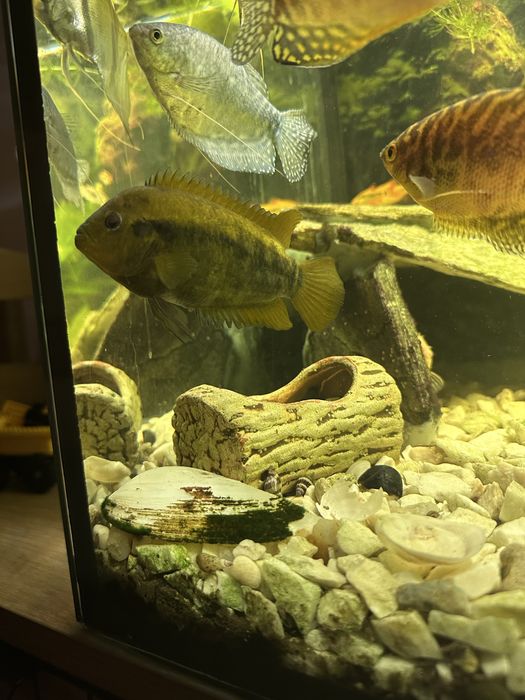 Pielęgnica miodowa | Labeo