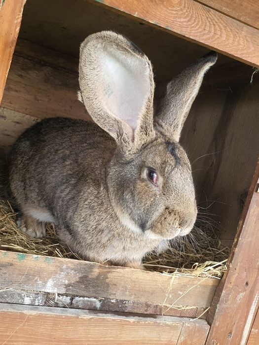 Króliki Olbrzym belgijski szary samce, rodowód