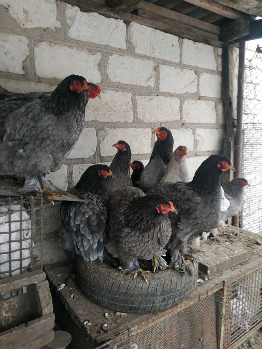 Інкубаційне яйце чистокровних курей породи Брама Блакитна.