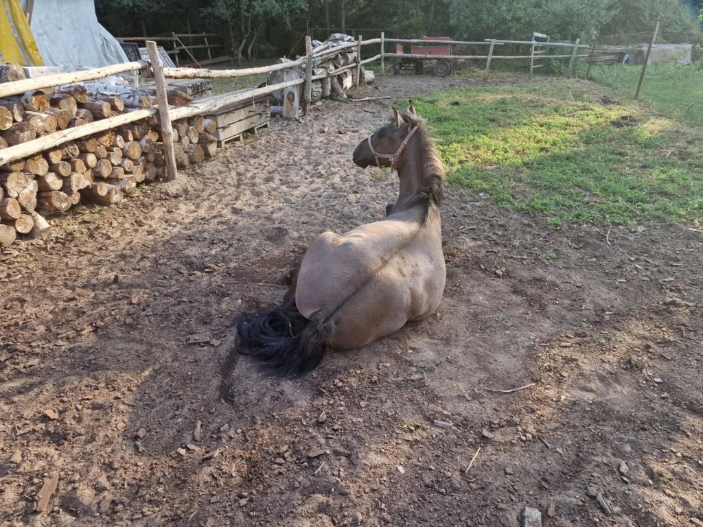 Konik polski klacz I ogier