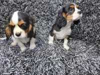 Cavalier king charles spaniel piesek