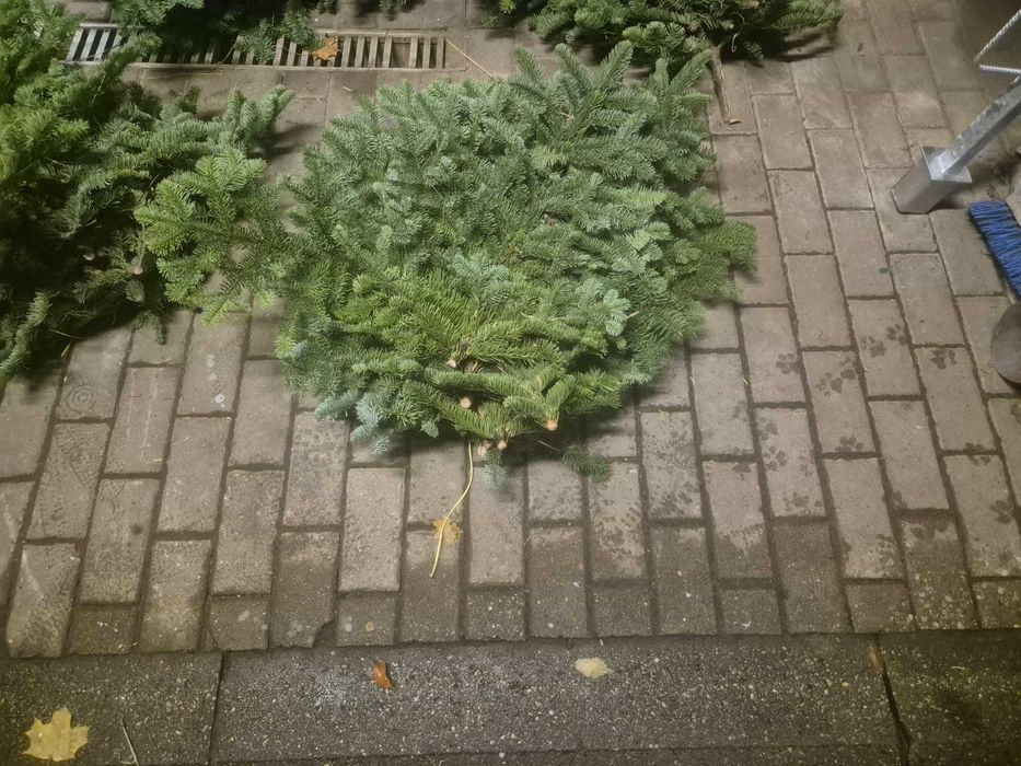 Świeże gałązki jodły nobilis