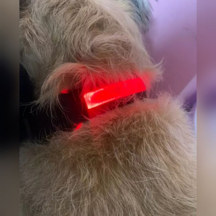 Светящийся ошейник, 52 см