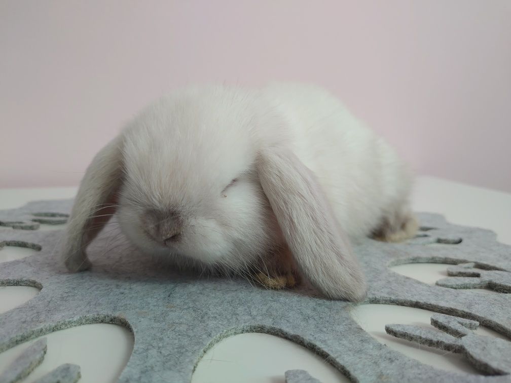 Króliki Mini -Lop