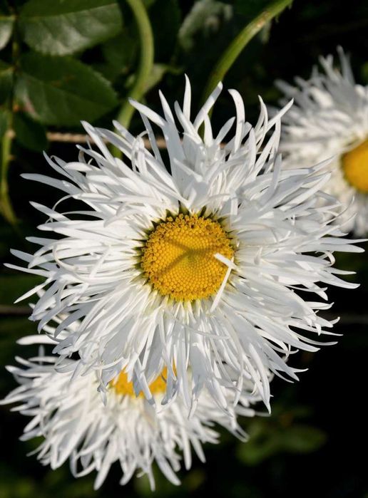 Саженцы многрлетней астры астильбы вероники деревій