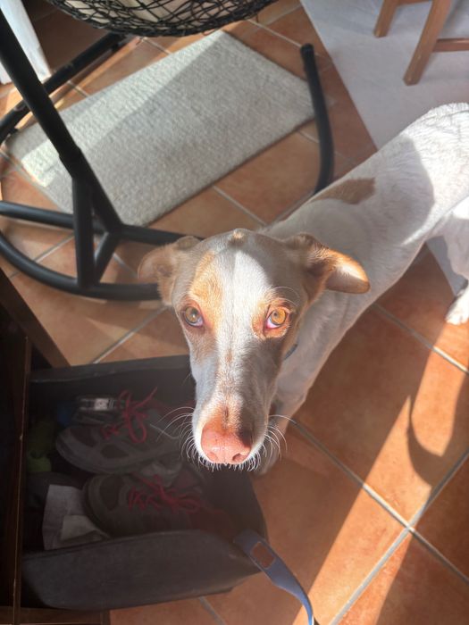 Cãozinho de 4 anos