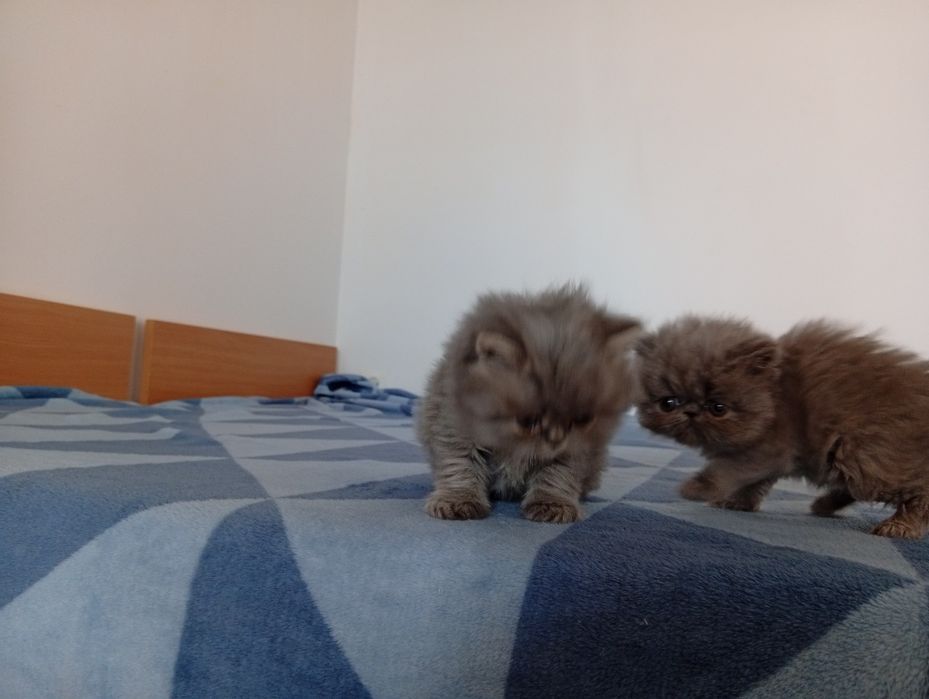 Kotka Perska Długowłosa