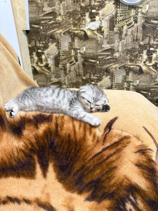 Шотландські кошенята