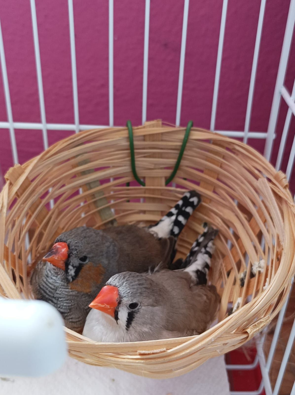 pássaros zebra Finches