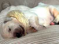 Szczeniak Golden Retriever