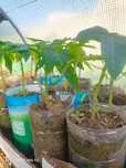 plantas tropicais
