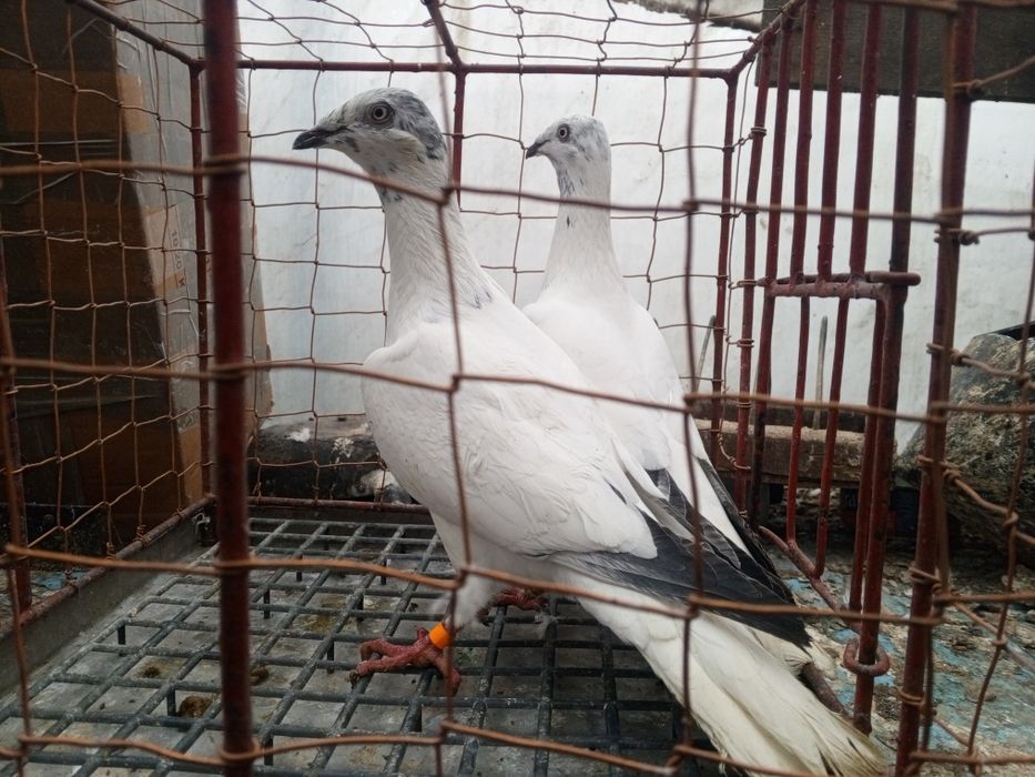 Łódzki Pstry Łódzkie pstre ptaki gołębie ozdobne